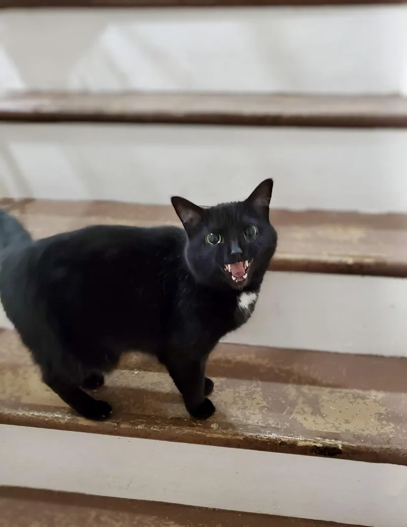 Bagheera  Urgent! Needs thumbnail 4