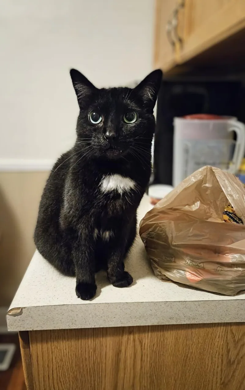 Bagheera  Urgent! Needs
