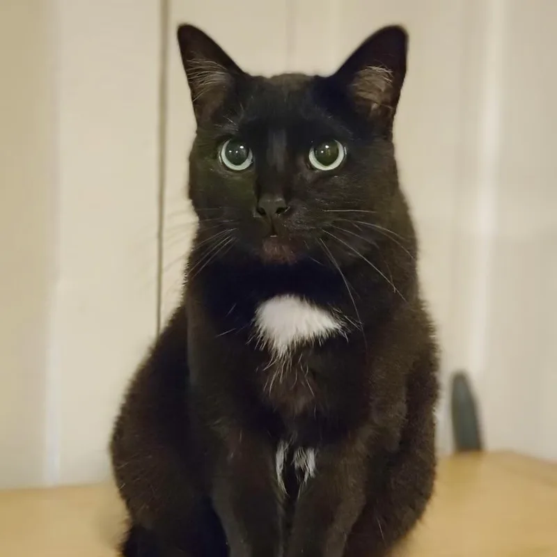 Bagheera  Urgent! Needs thumbnail 5