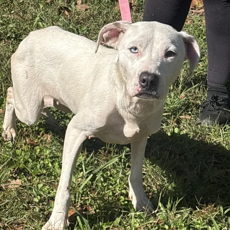 A young medium-sized female White / Cream Pit Bull Terrier dog named Snow White for adoption in Clanton, AL