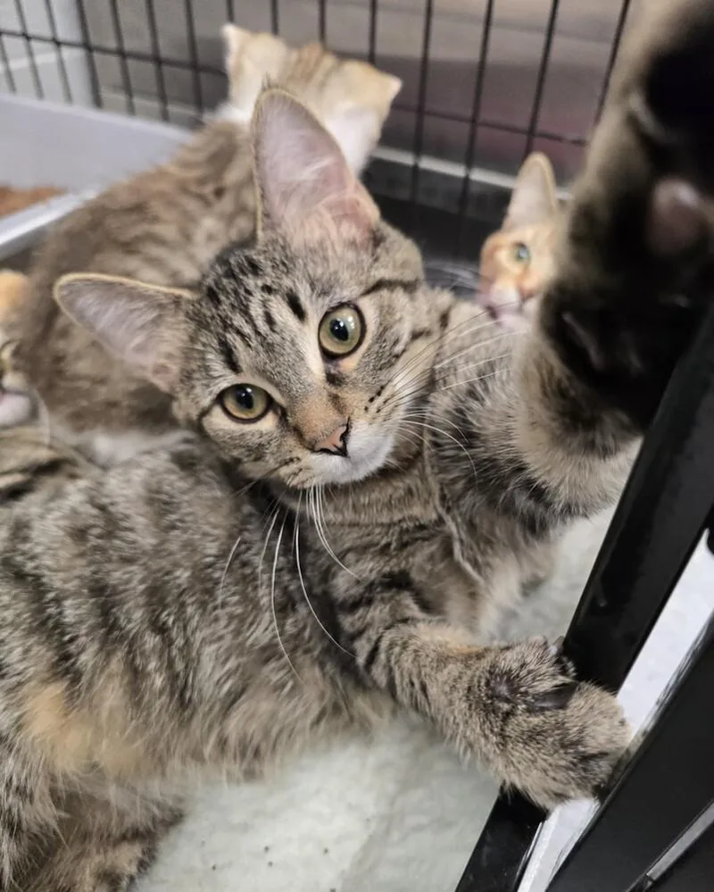 A young medium-sized male Domestic Short Hair cat named Bramble for adoption in Wellington, KS