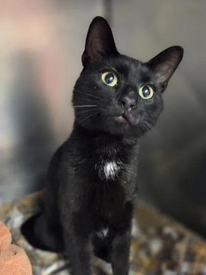 A young large-sized male Domestic Short Hair cat named Alfredo for adoption in Westland, MI