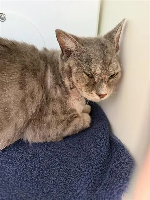 An adult small-sized male Domestic Short Hair cat named Nemo for adoption in Ontario, CA