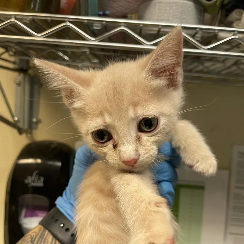 A baby small-sized female Cream / Ivory Domestic Short Hair cat named Waffles for adoption in Pasadena, CA