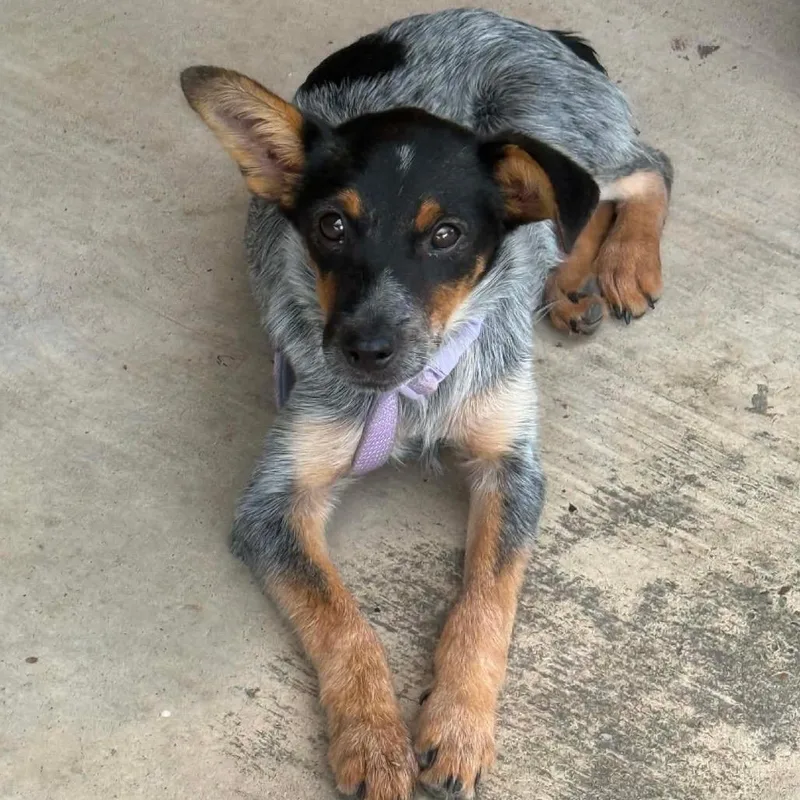 Coco