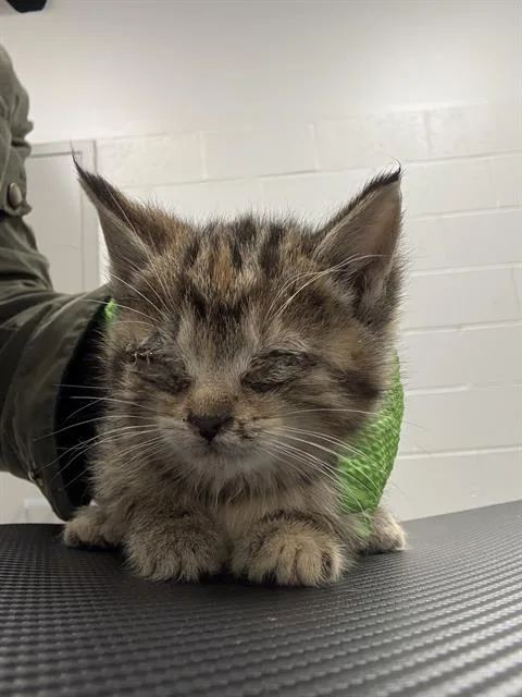 A baby small-sized female Domestic Short Hair cat named Olesya for adoption in Indianapolis, IN