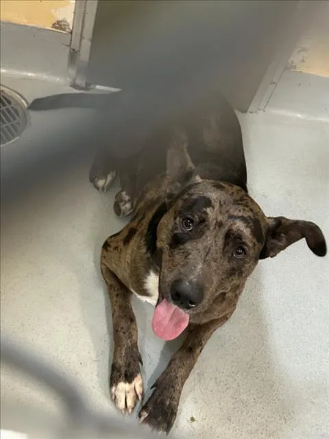 An adult large-sized male Pit Bull Terrier dog named Savage for adoption in Tulsa, OK