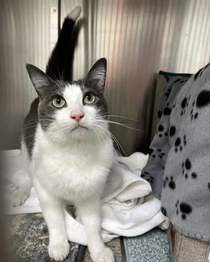 An adult medium-sized male Domestic Short Hair cat named Bowie for adoption in Quakertown, PA