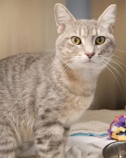 A young medium-sized male Domestic Short Hair cat named Hermes for adoption in Fishers, IN