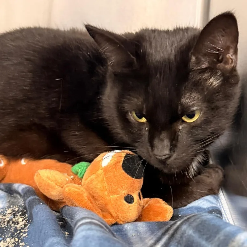 An adult large-sized male Black Domestic Short Hair cat named Took for adoption in Evansville, IN