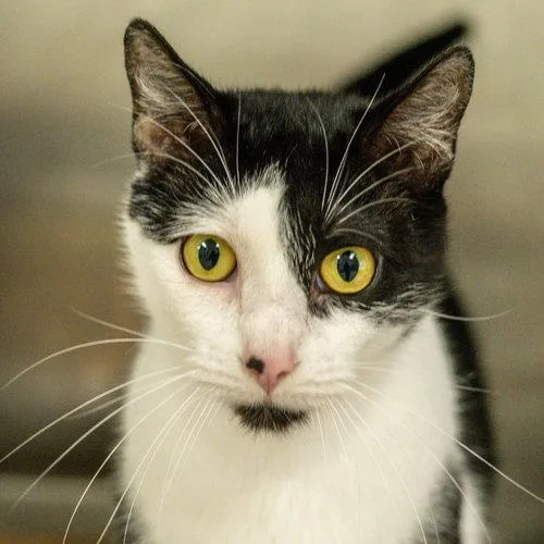 An adult medium-sized female Black & White / Tuxedo Domestic Short Hair cat named Dottie for adoption in Hilton Head Island, SC