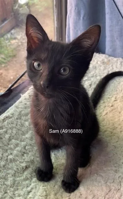 Sam