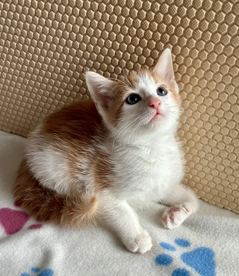 A baby small-sized male Orange & White Domestic Medium Hair cat named Geranium for adoption in Lexington, SC