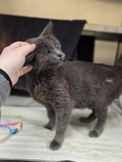 An adult medium-sized female Domestic Short Hair cat named Bundt Cake for adoption in Westland, MI
