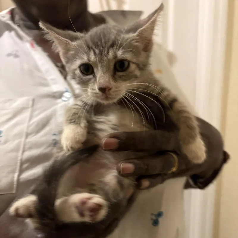 A baby small-sized female Gray / Blue / Silver Domestic Short Hair cat named Lenox for adoption in Hamburg, NY