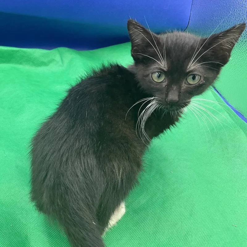 A baby small-sized female Black Domestic Short Hair cat named Calypso for adoption in Gonzales, LA