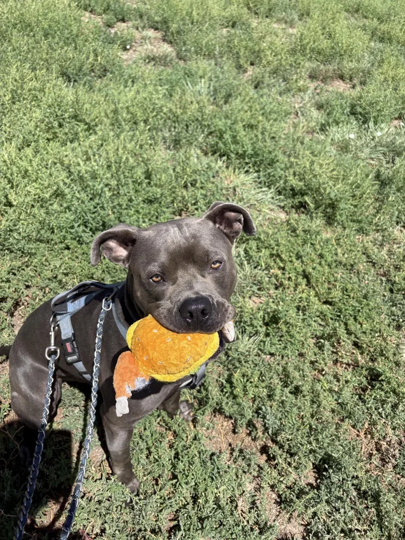 A young medium-sized male Gray / Blue / Silver Pit Bull Terrier dog named Debo for adoption in Pueblo, CO