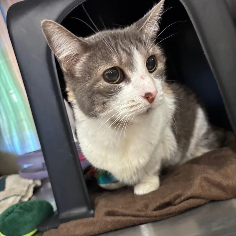 A senior medium-sized female Calico Domestic Short Hair cat named Millicent for adoption in Spokane, WA