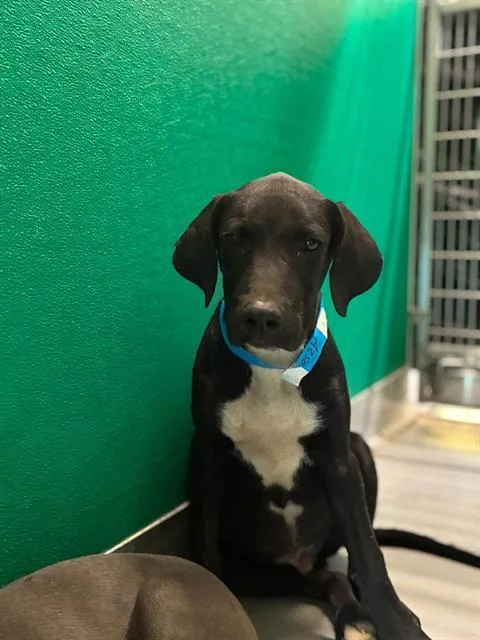A baby small-sized male Pit Bull Terrier dog named Jackson for adoption in Visalia, CA