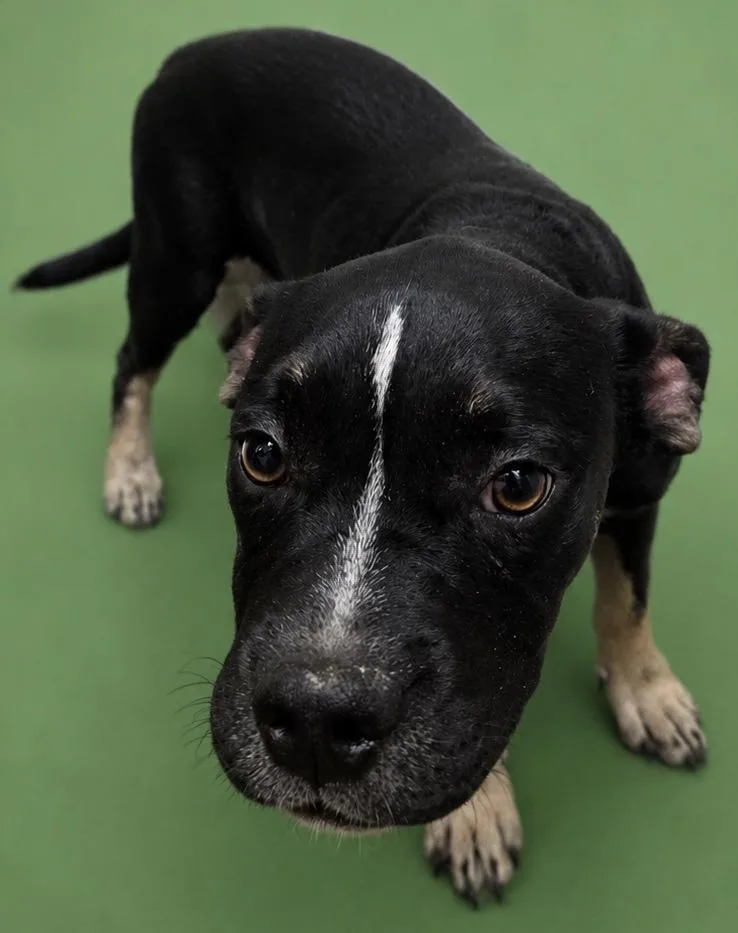 A baby medium-sized male Boxer dog named Stitch for adoption in Wauchula, FL