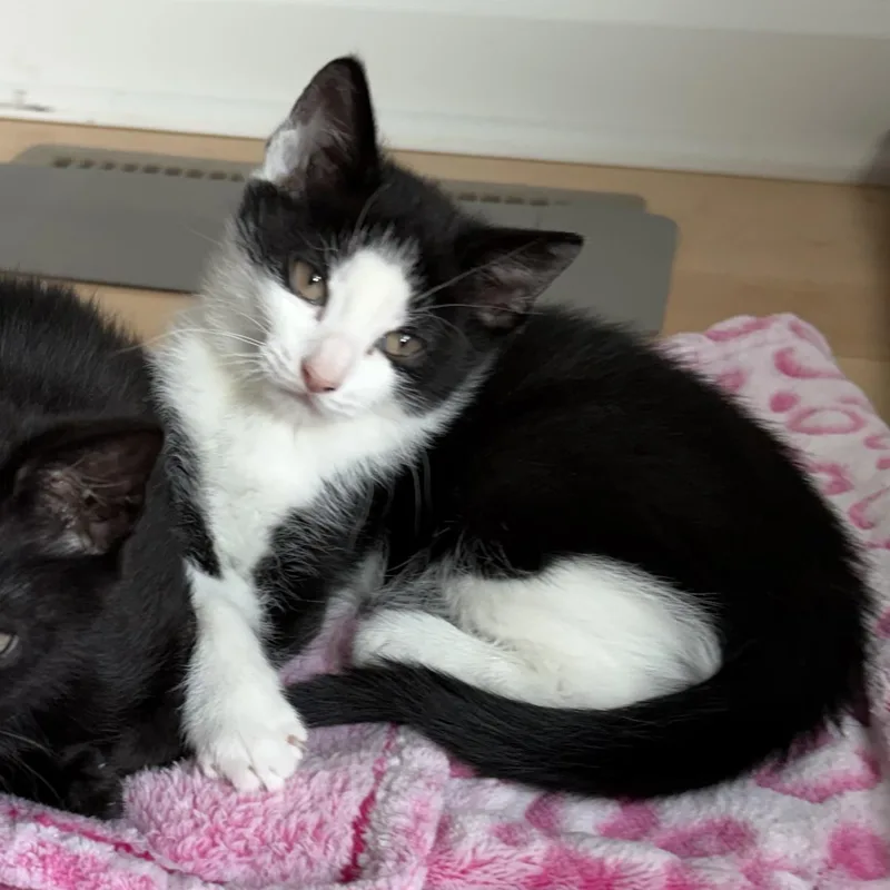 Bellatrix LeChat thumbnail 3