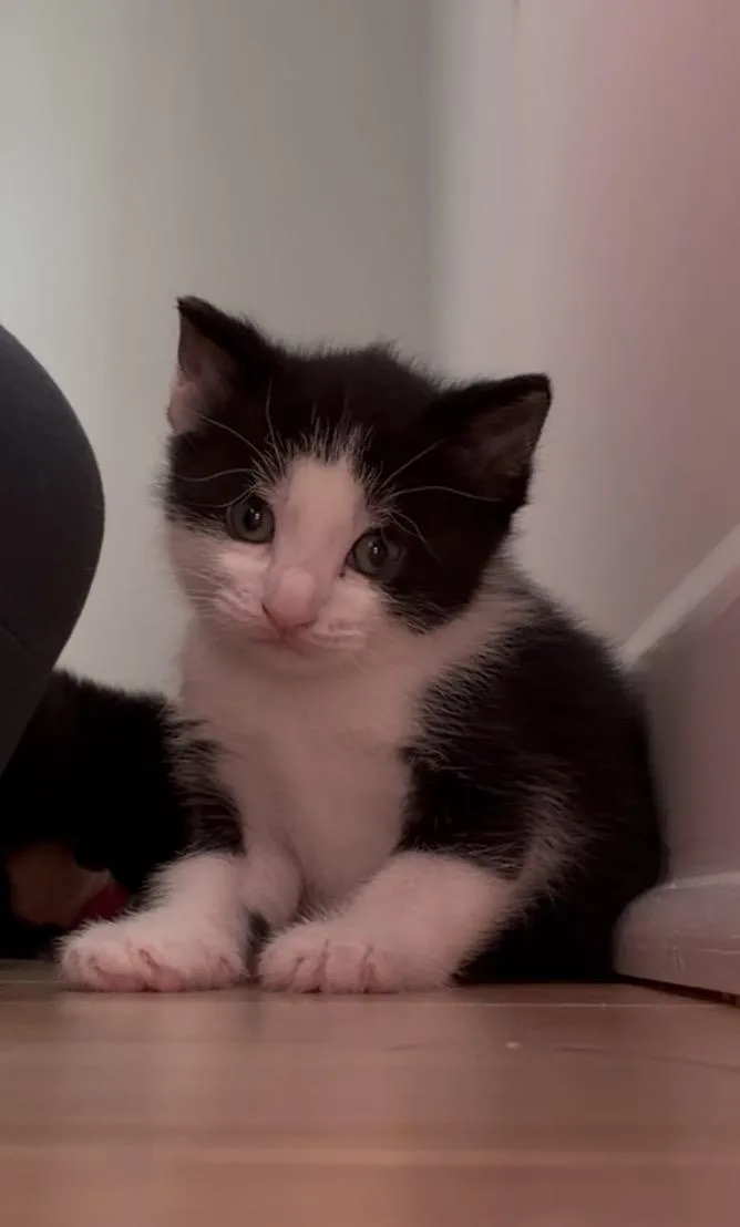 Bellatrix LeChat thumbnail 5