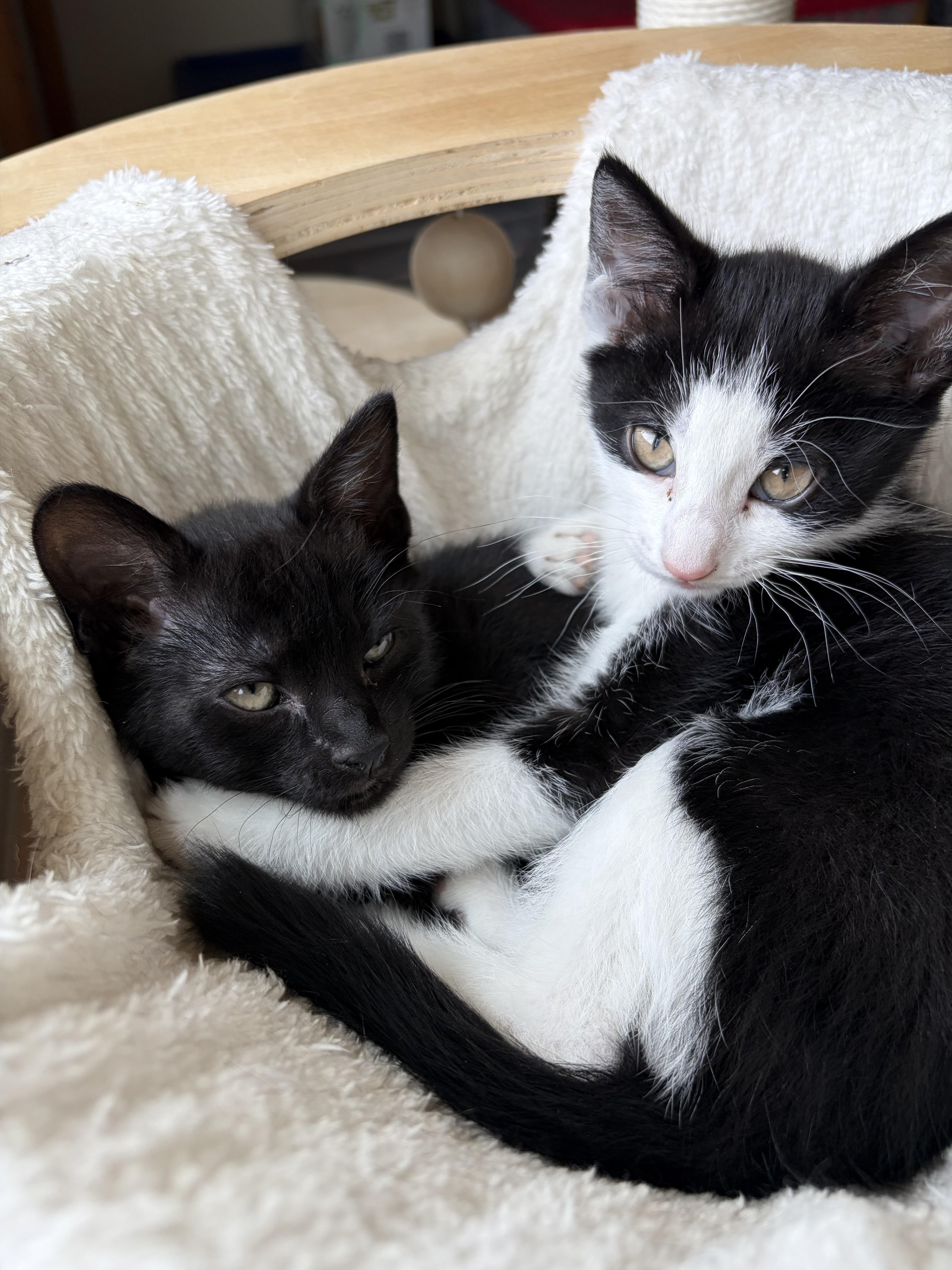 Bellatrix LeChat thumbnail 6
