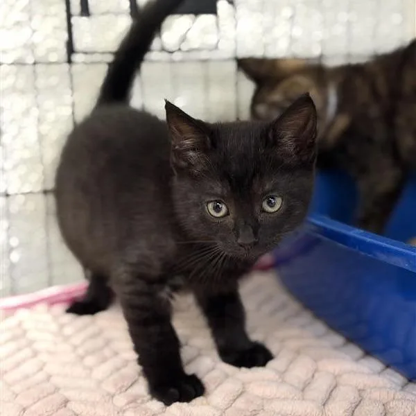 A baby small-sized male Black Domestic Short Hair cat named Neutron for adoption in Long Beach, CA