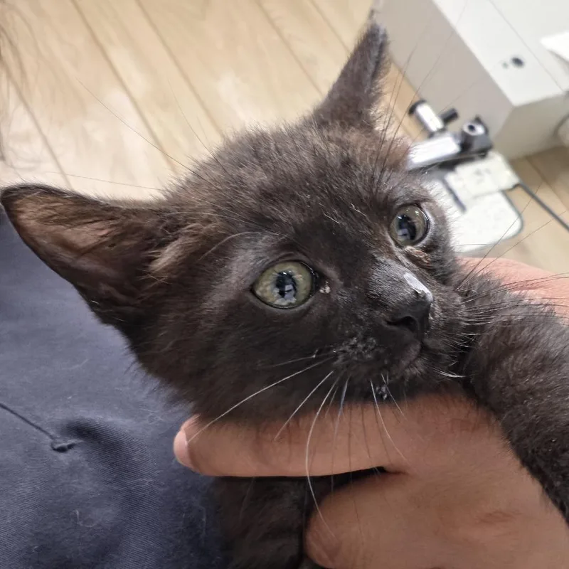 A baby small-sized male Brown / Chocolate Domestic Short Hair cat named Cain for adoption in Leander, TX