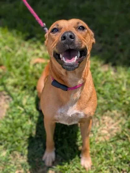 An adult medium-sized female Terrier dog named Gabriella for adoption in Gulfport, MS