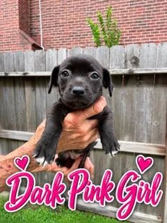 A baby medium-sized female Terrier dog named Dark Pink for adoption in Spring, TX