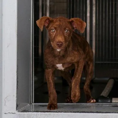 A baby medium-sized female Brown / Chocolate Mixed Breed dog named Marly for adoption in Bradenton, FL