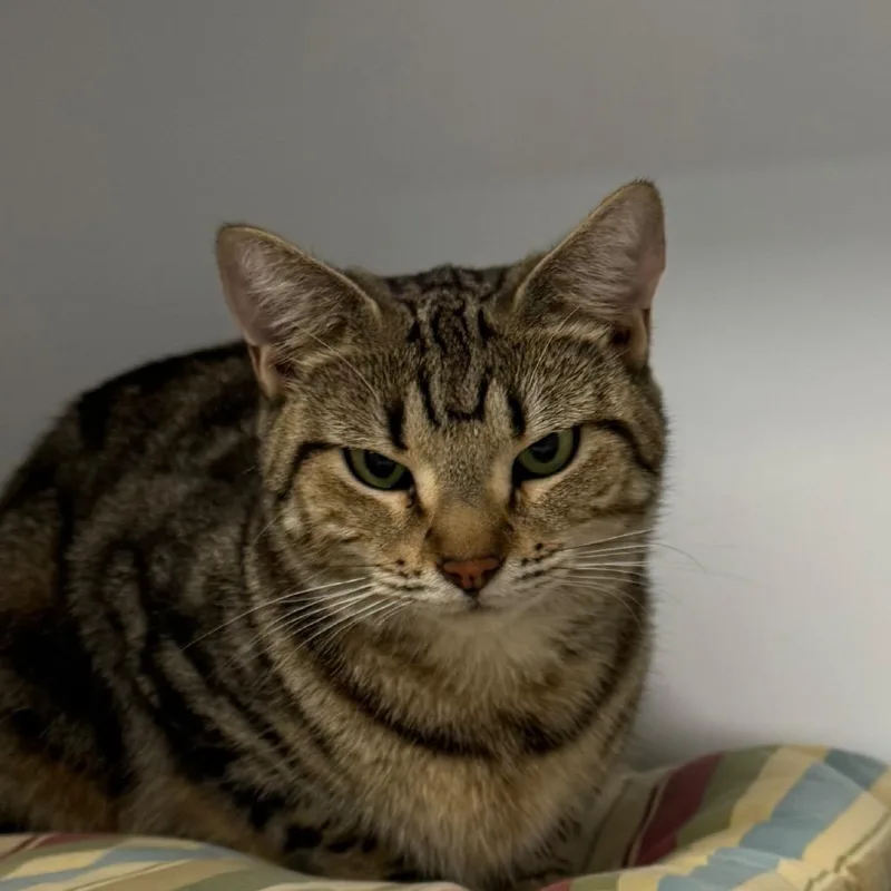 An adult medium-sized female Brown / Chocolate Domestic Short Hair cat named Imani for adoption in Kennebunk, ME