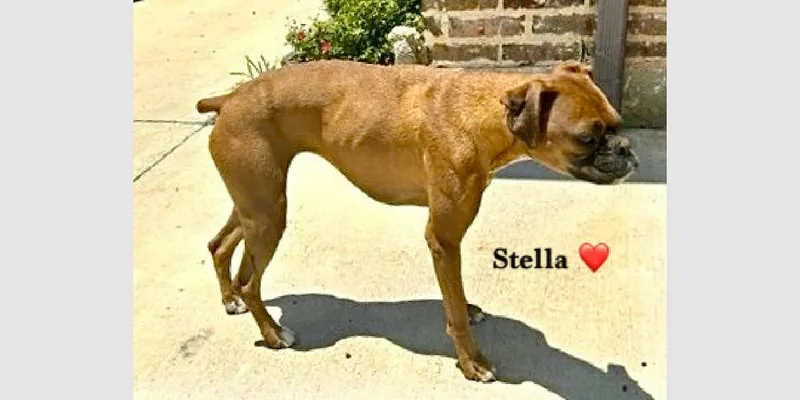 Stella Iii thumbnail 5