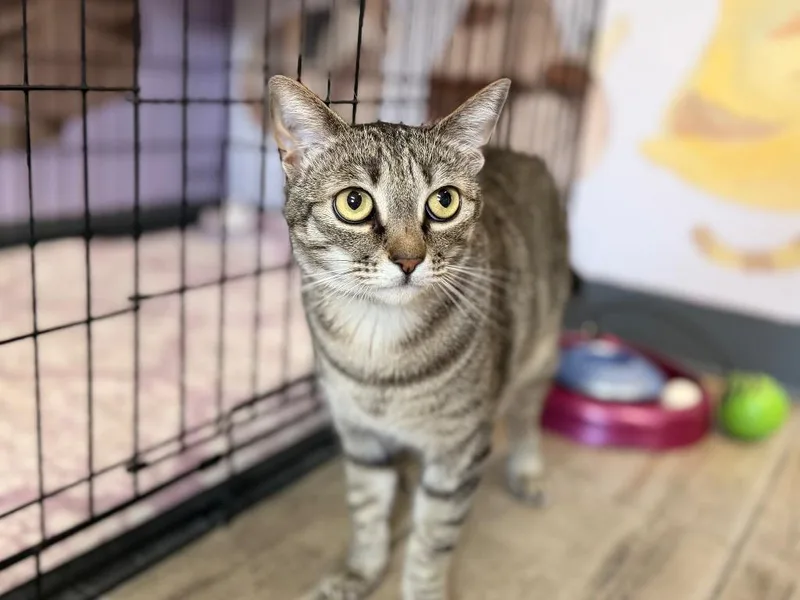 An adult medium-sized male Domestic Short Hair cat named Loki for adoption in Peru, NY