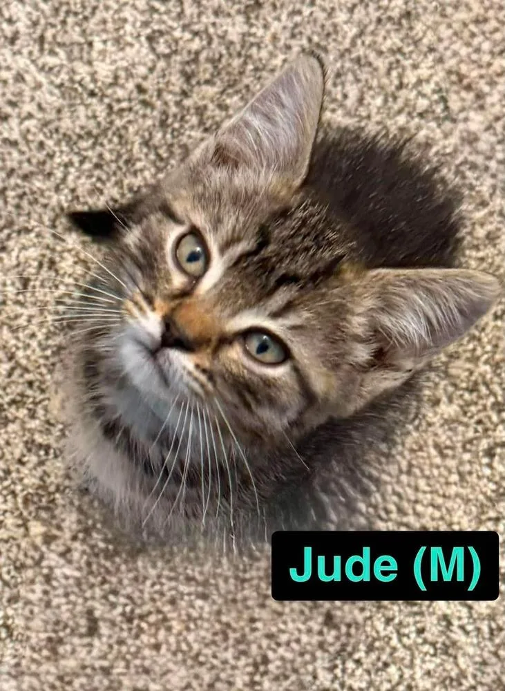 A baby small-sized male Domestic Short Hair cat named Jude B. for adoption in Peoria, IL
