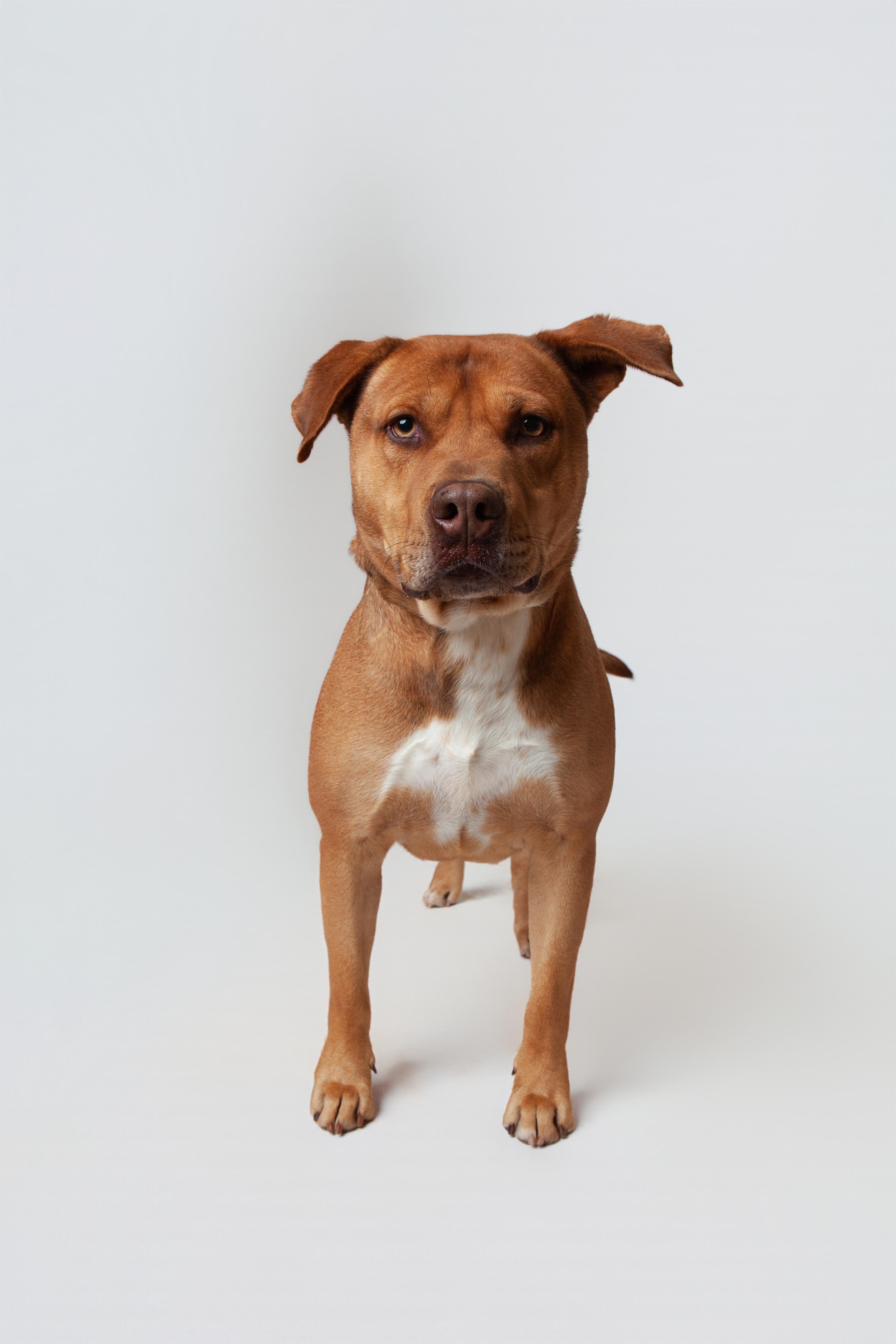 An adult medium-sized male Pit Bull Terrier dog named Mustard for adoption in Guthrie, OK