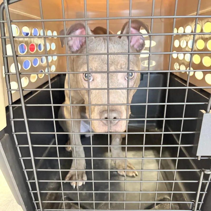 An adult medium-sized male Gray / Blue / Silver Mixed Breed dog named Fletcher for adoption in Philadelphia, PA