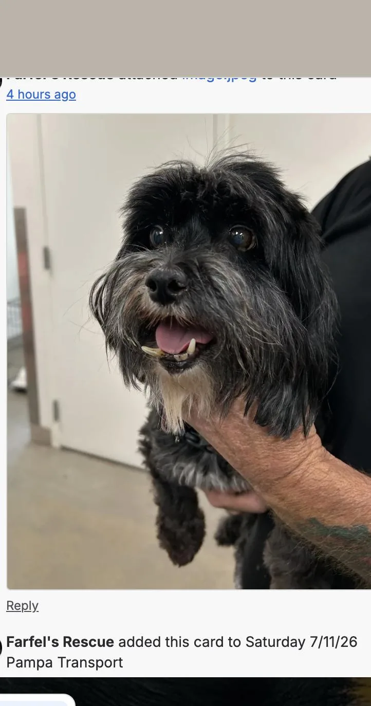 An adult small-sized female Black Shih Tzu dog named Carmel for adoption in Boulder, CO