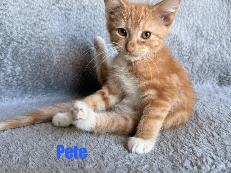 Pete thumbnail 2
