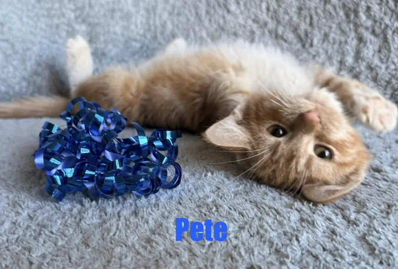 Pete thumbnail 3