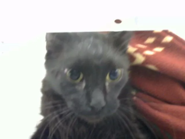 A young medium-sized male Domestic Long Hair cat named Toby for adoption in Albuquerque, NM