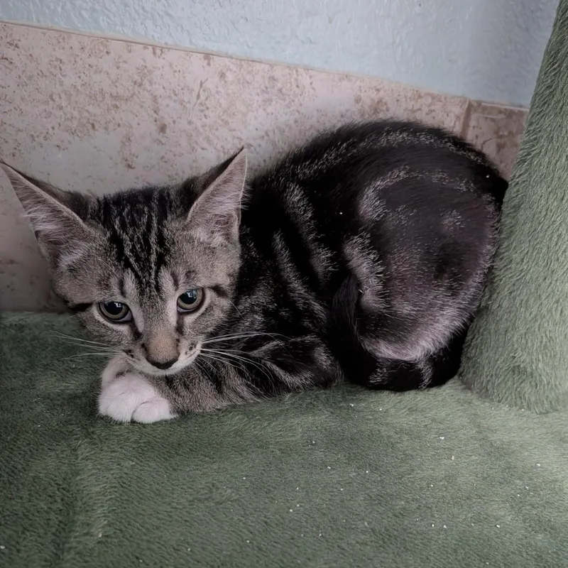 A baby small-sized male Brown / Chocolate Domestic Short Hair cat named Alto for adoption in Titusville, FL