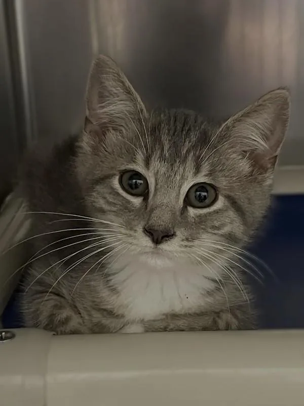 A baby small-sized male Domestic Short Hair cat named Daisy for adoption in Roanoke, VA
