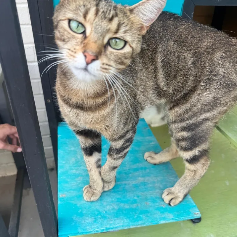 An adult medium-sized female Torbie Domestic Short Hair cat named Emmie for adoption in Brownsboro, AL