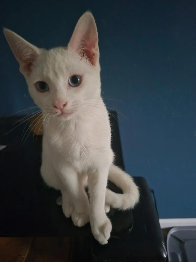 A baby medium-sized female Domestic Short Hair cat named Maxine for adoption in Spring, TX