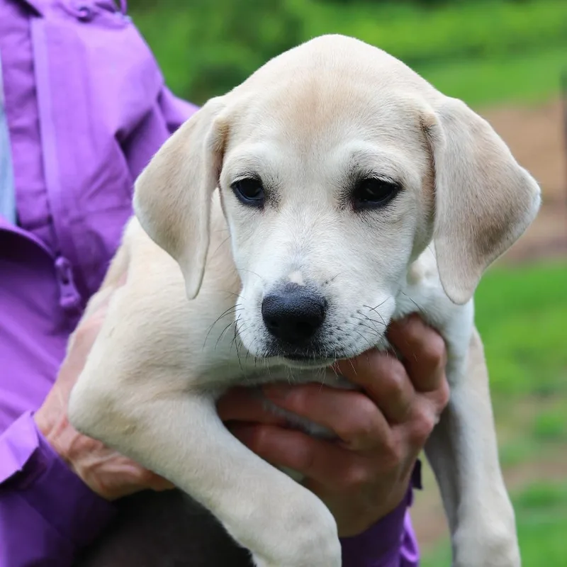 Ct Nala Avail May thumbnail 2