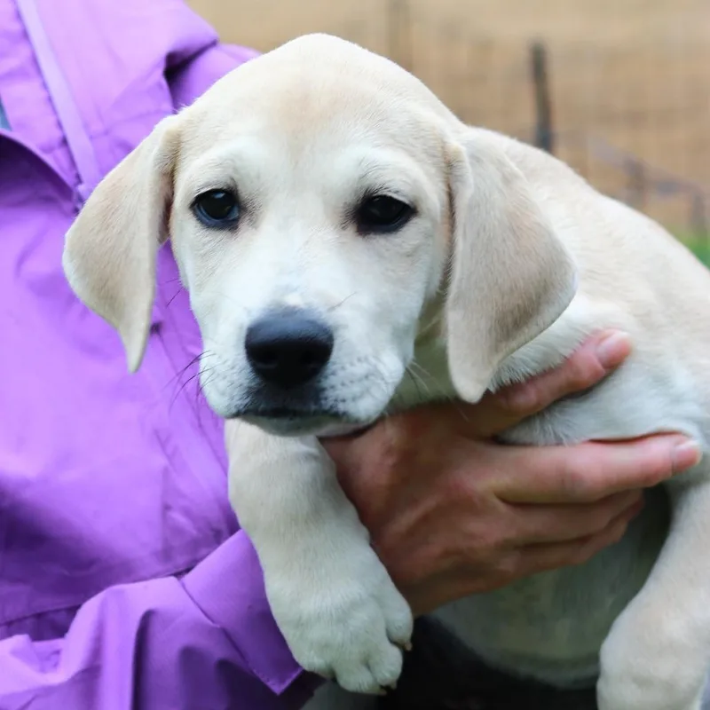 Ct Nala Avail May thumbnail 3