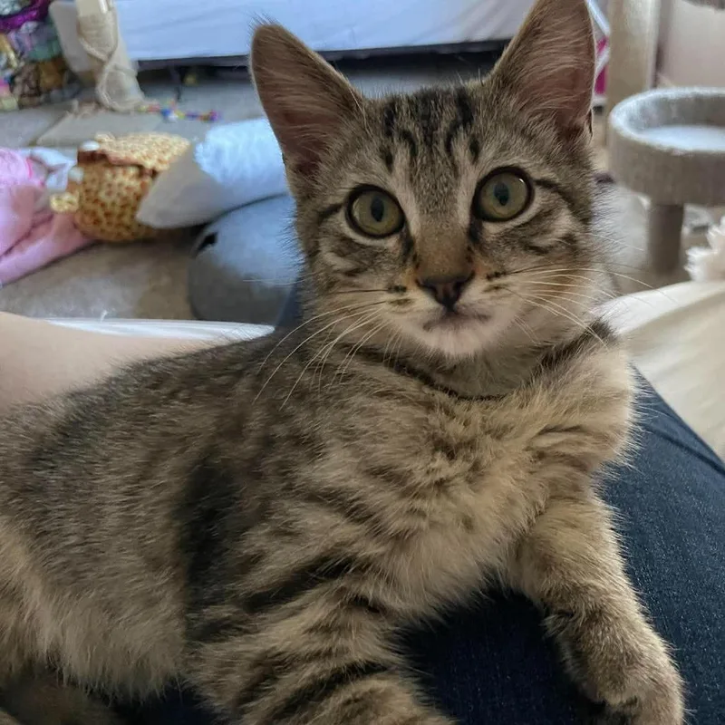 A baby small-sized male Brown / Chocolate Domestic Short Hair cat named George Bingham for adoption in Eagle Mountain, UT