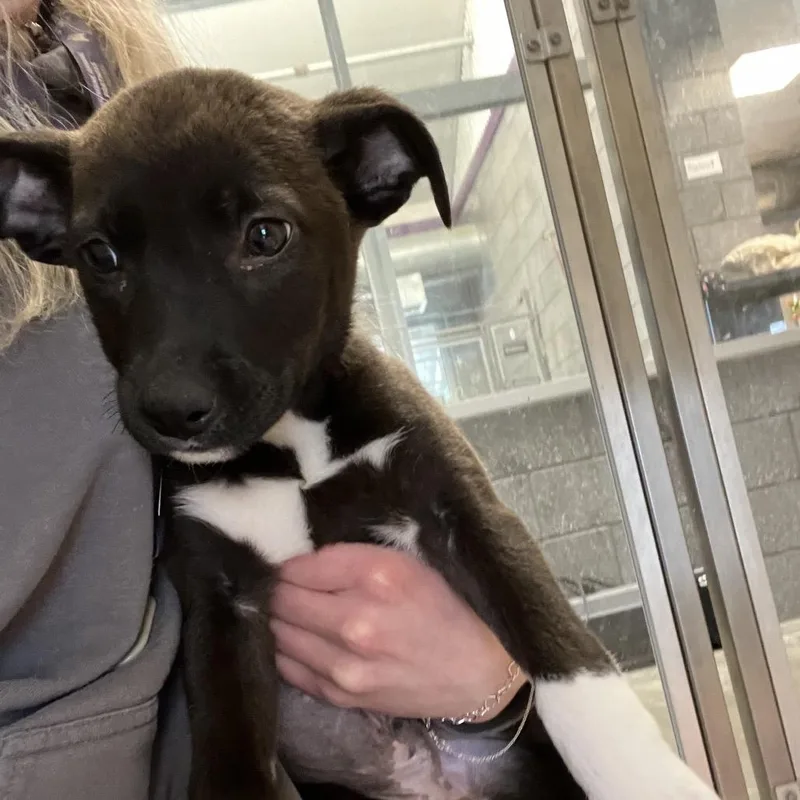 A baby medium-sized female Brown / Chocolate Labrador Retriever dog named Zoe for adoption in Wilmington, DE